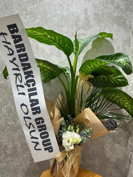 Difenbahya Çiçeği