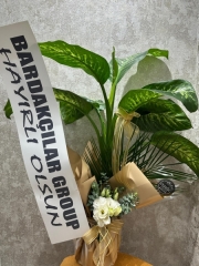 Difenbahya Çiçeği