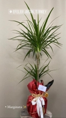 Marginata